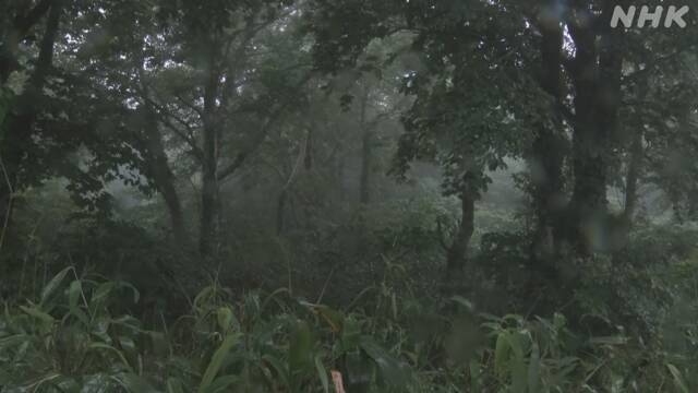 タケノコ採り70代夫婦 遺体で見つかる 山で遭難か 青森 十和田 | NHK | 青森県