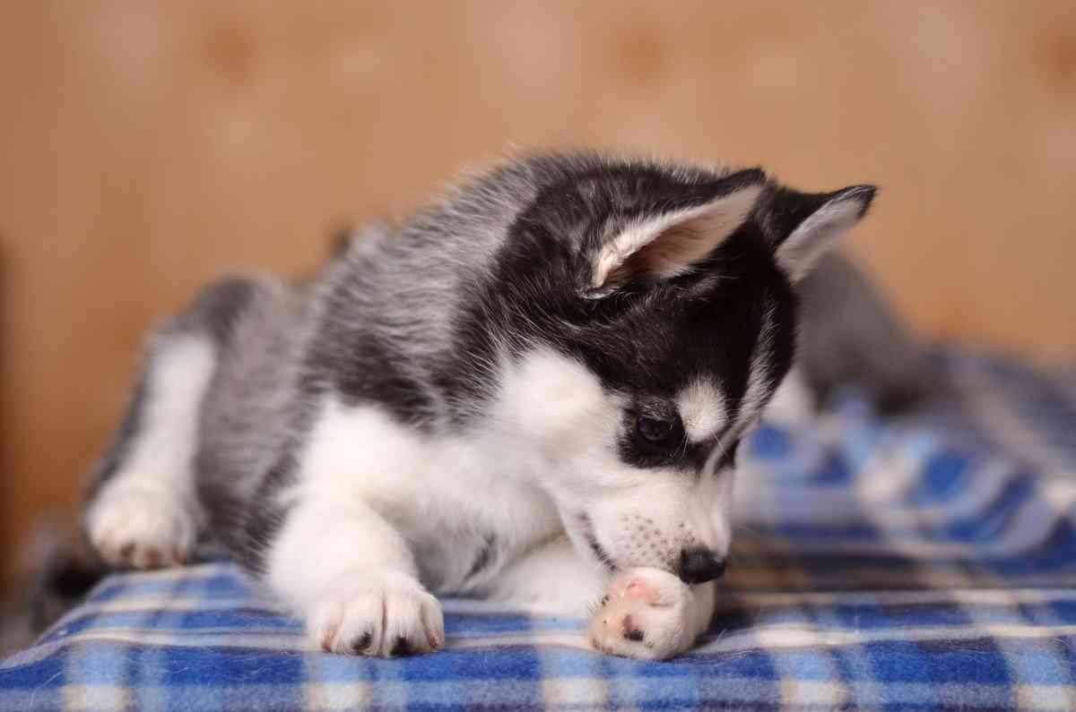 犬が『全然満足していない時』のサイン3つ！仕草や行動から読み取るその心理とやるべき対策 | わんちゃんホンポ