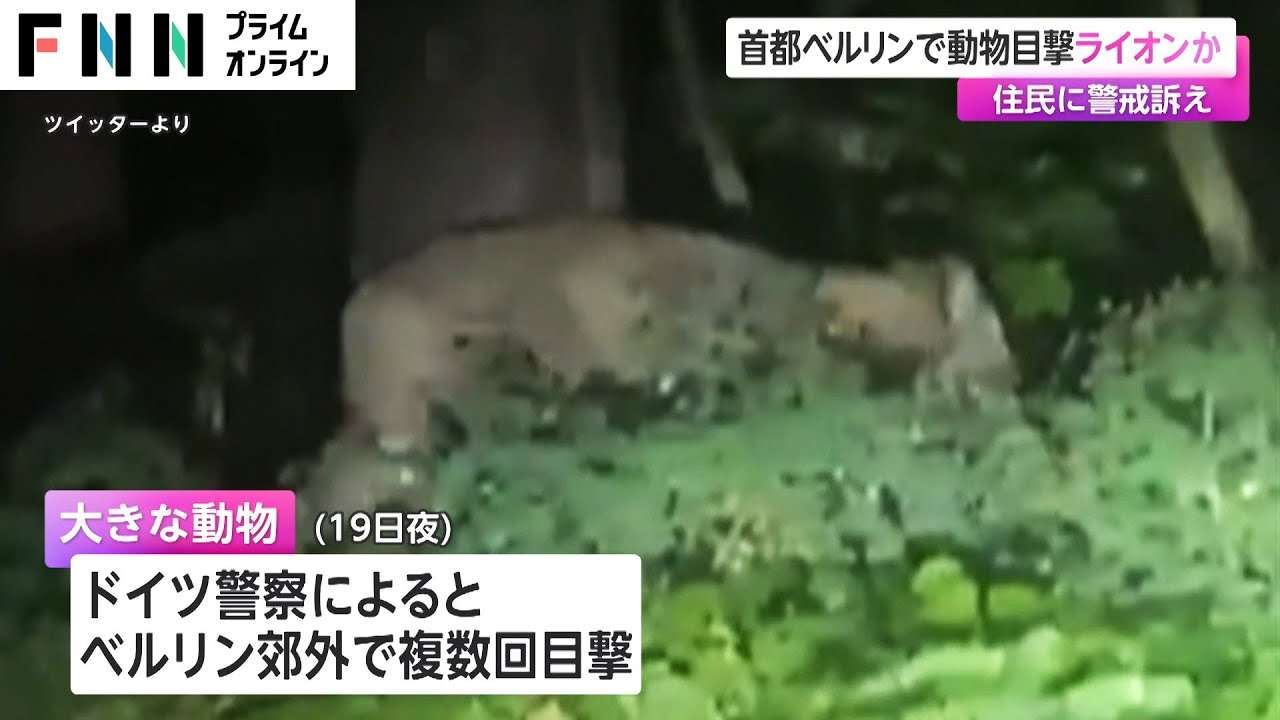 首都ベルリンで動物目撃 ライオンか　住民に警戒訴え　ドイツ - YouTube