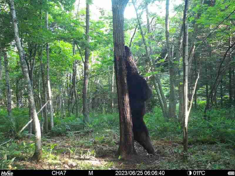 牛襲うヒグマ「OSO18」の写真公開 遺伝子検査で特定 北海道