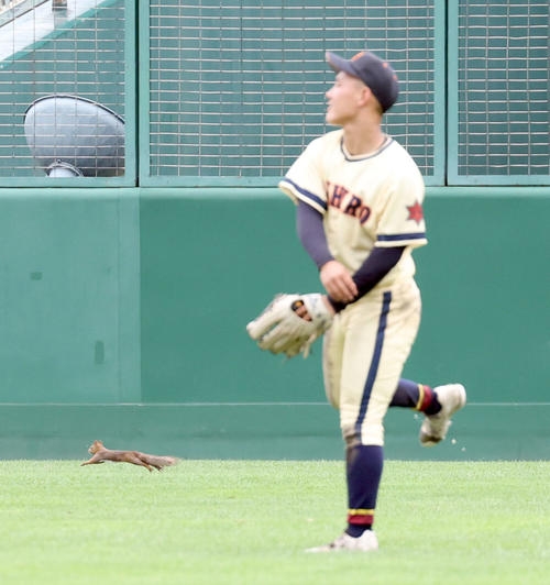 グラウンドに思わぬ珍客！リスの登場に試合一時中断　選手らは一度ベンチへ／北北海道