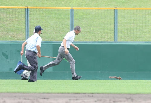 グラウンドに思わぬ珍客！リスの登場に試合一時中断　選手らは一度ベンチへ／北北海道