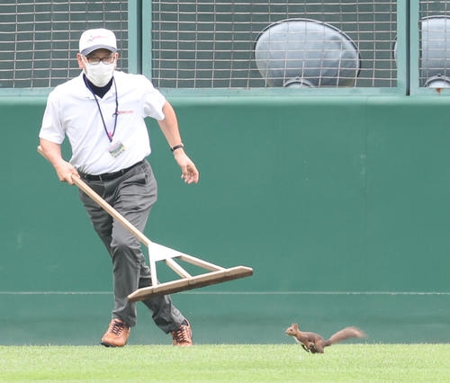 グラウンドに思わぬ珍客!リスの登場に試合一時中断 選手らは一度ベンチへ/北北海道