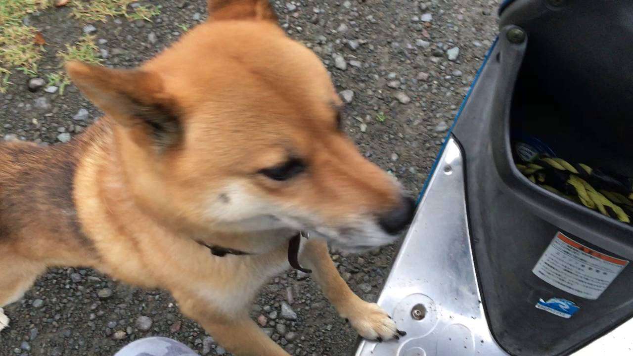 犬、文句を言うな。