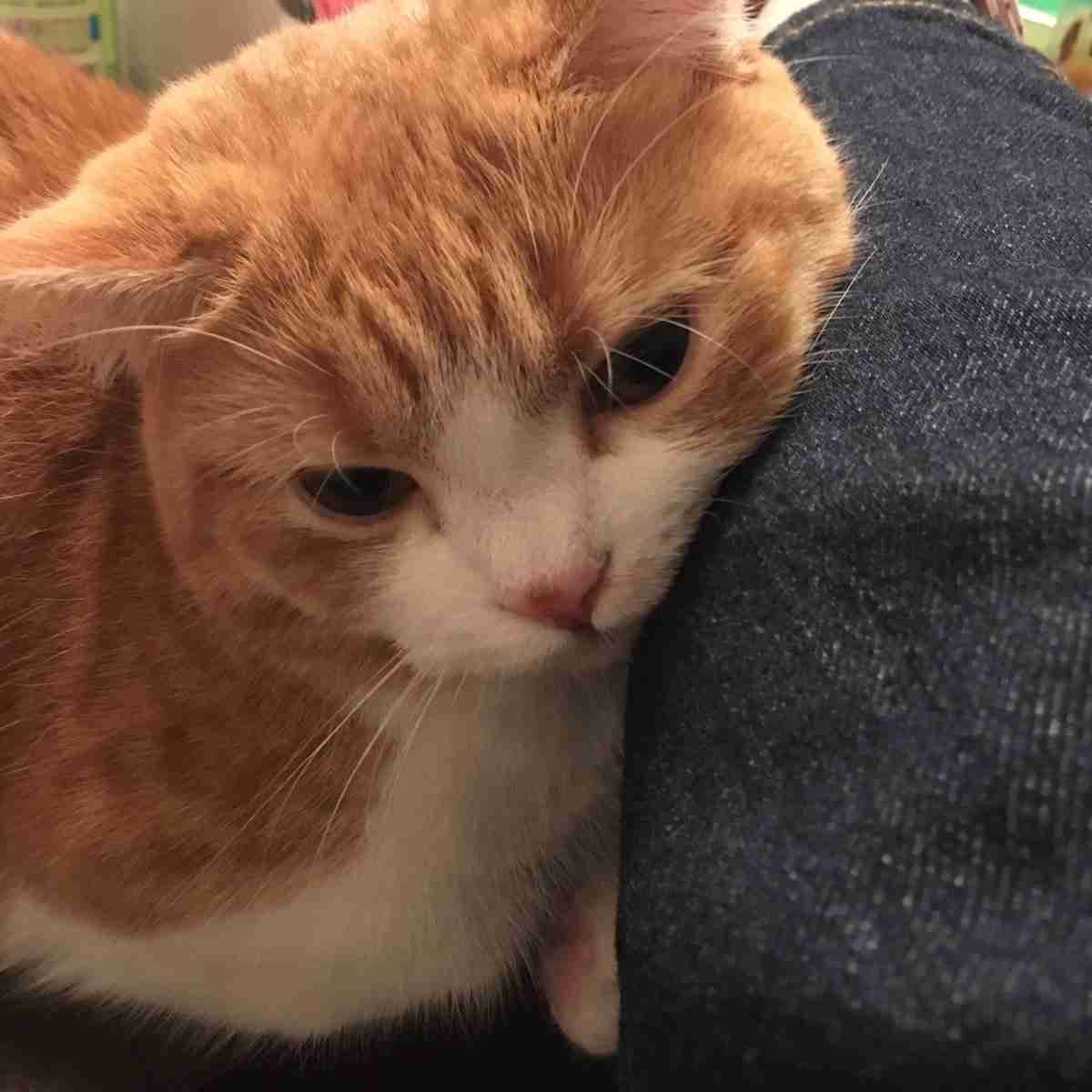 GUのジーンズを履くと猫が狂ったように甘えてくる→各地から報告も寄せられ猫好き歓喜