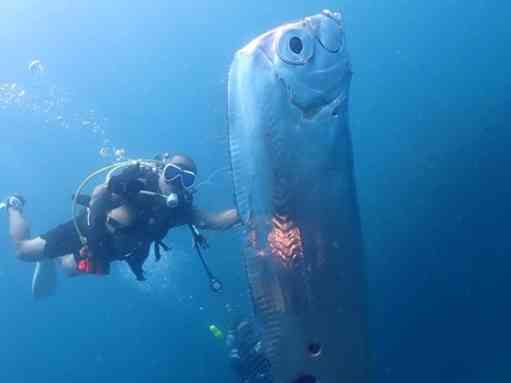 長さ２メートル「超巨大リュウグウノツカイ」…台湾で発見（中央日報日本語版） - Yahoo!ニュース