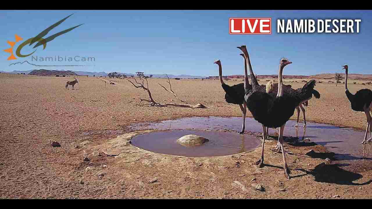 Namibia: Live stream in the Namib Desert - YouTube