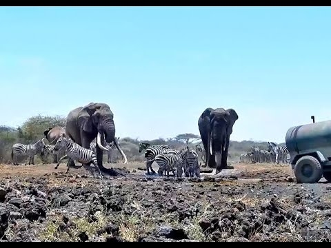 A helping hand for the animals at Ol Donyo. africamLIVE. 21 February 2023
