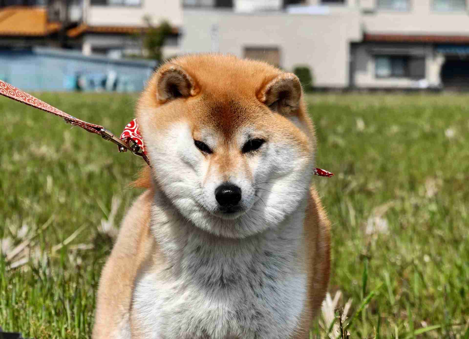 散歩中に歩くのを嫌がる「拒否犬」が話題！ なぜ嫌がるの？ 獣医師に聞いてみた | オトナンサー
