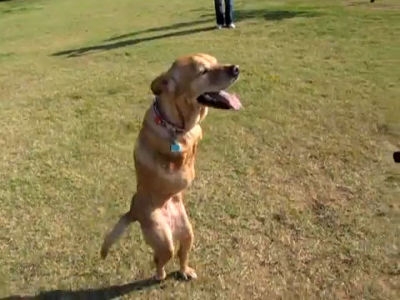 人間さながらの直立二足歩行で歩く犬のムービー - GIGAZINE