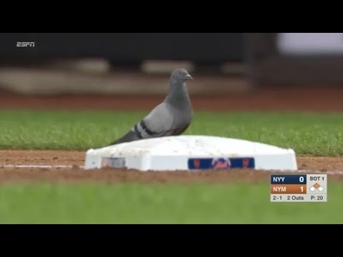 【MLB】メジャーの動物乱入集 Part 2 - YouTube