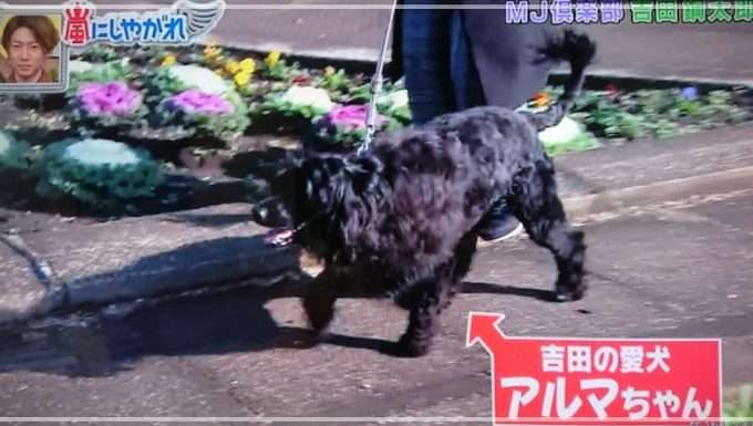 吉田鋼太郎、22歳年下妻と2歳長女を連れて引っ越した理由は愛犬のご近所トラブル、“ペット飼育可”マンションなのに「鳴き声うるさい」悩まされた苦情