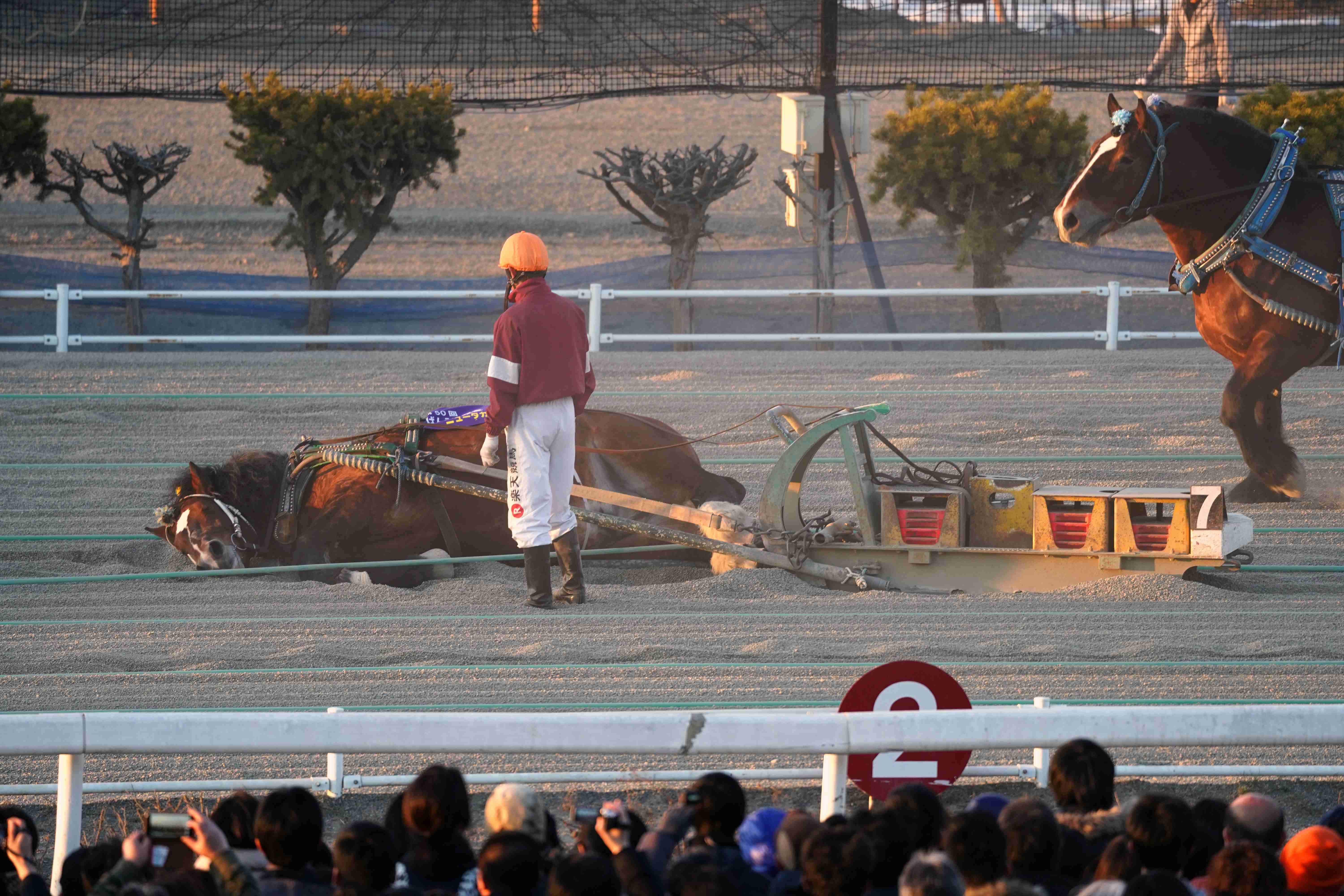 虐待批判「上げ馬神事」見直しへ　三重の多度大社「安全な形で」