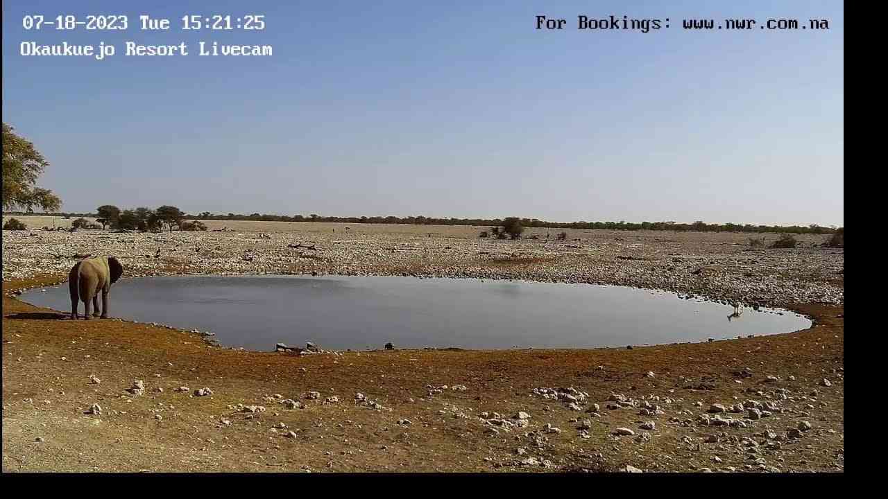 NWR Okaukuejo Waterhole LiveStream