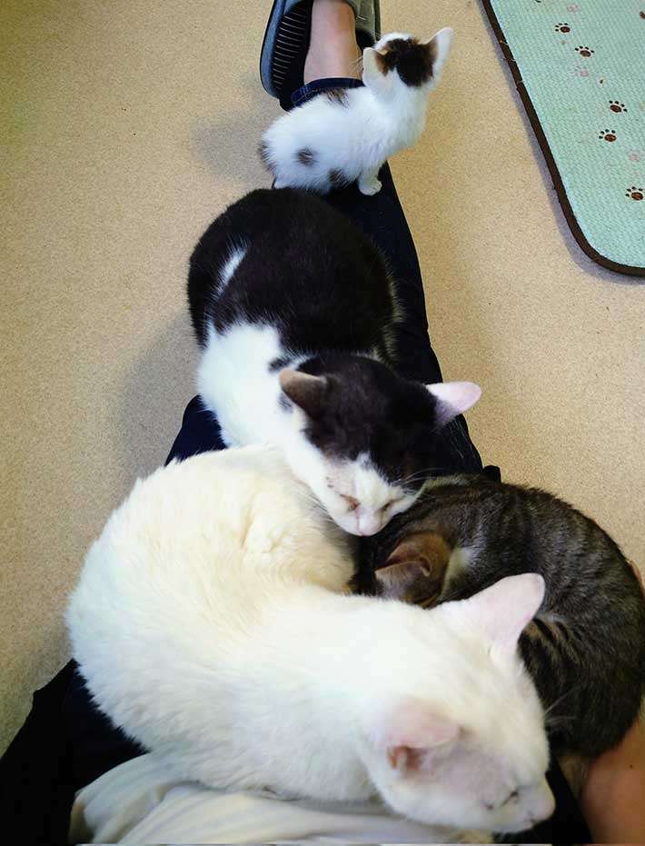 身体の上で猫が『大渋滞』猫カフェでモテるコツに「分かる」「次試してみよう」