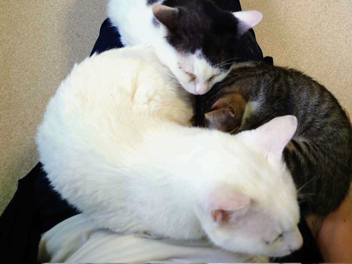 身体の上で猫が『大渋滞』　猫カフェでモテるコツに「分かる」「次試してみよう」  –  grape [グレイプ]