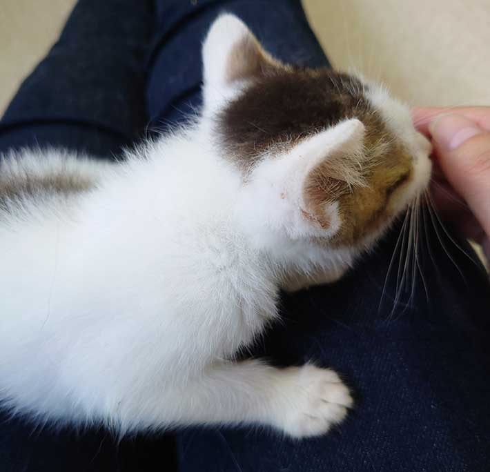 身体の上で猫が『大渋滞』猫カフェでモテるコツに「分かる」「次試してみよう」