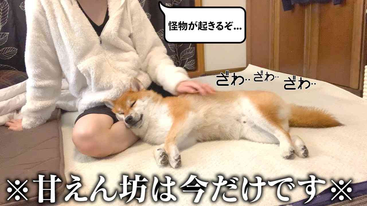 20代。実家暮らし。誰も憧れない飼い主と柴犬のモーニングルーティン - YouTube