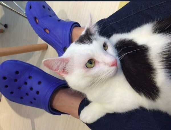 「GUのジーンズに猫がやたらすり寄ってくる」に共感…染料に“マタタビ”使用はホントか聞いてみた｜FNNプライムオンライン