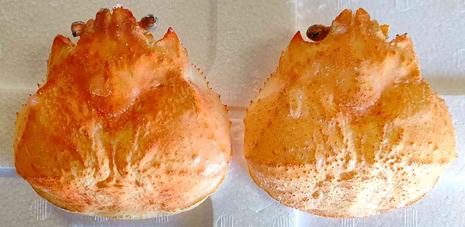 【楽天市場】ずわいかに　甲羅　殻　300個（個約8.5〜9.5ｃｍ）個65円　冷凍　業務用　ヤヨイ：品揃え豊富！業務用食品問屋ヤヨイ