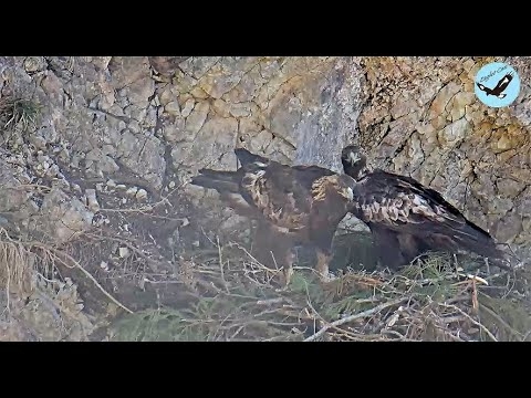 伊吹山のイヌワシ子育て生中継 Remote Live Streaming of Golden Eagles in Mt.Ibuki, Japan: They are raising a chick ! - YouTube