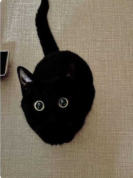 アニメや漫画に出てくる動物をもし実写化したら？を探そう