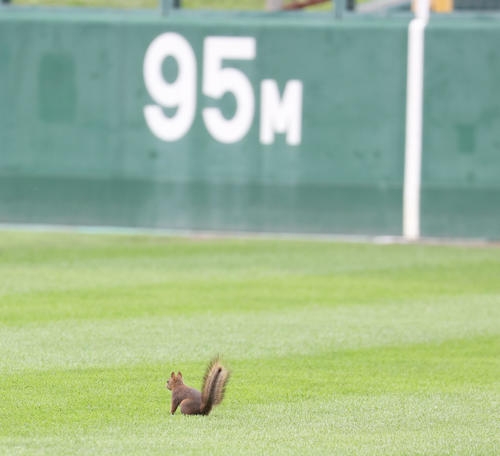 グラウンドに思わぬ珍客!リスの登場に試合一時中断 選手らは一度ベンチへ/北北海道
