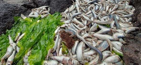 韓国の済州でマイワシ大量死…「鎮海湾の大量死とは異なる」（ハンギョレ新聞） - Yahoo!ニュース