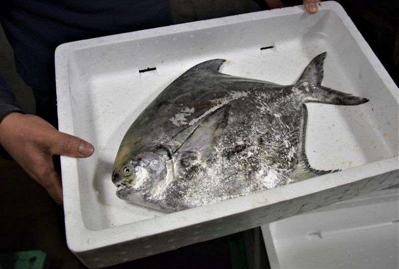 岡山産マナガツオ 中国輸出が中断　放射線検査鮮度保てず 漁業者打撃：山陽新聞デジタル｜さんデジ