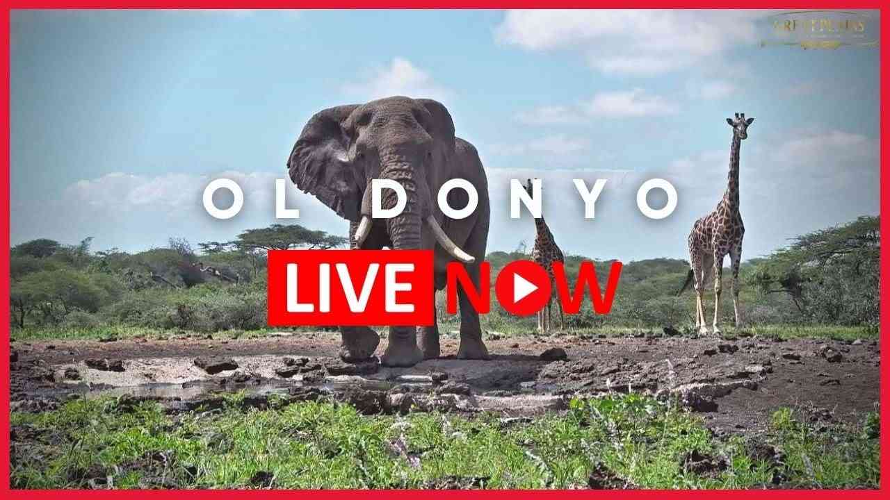 ol Donyo Lodge LIVE Africam Wildlife Stream – Kenya