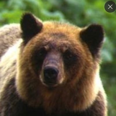 くまくま on Twitter: 