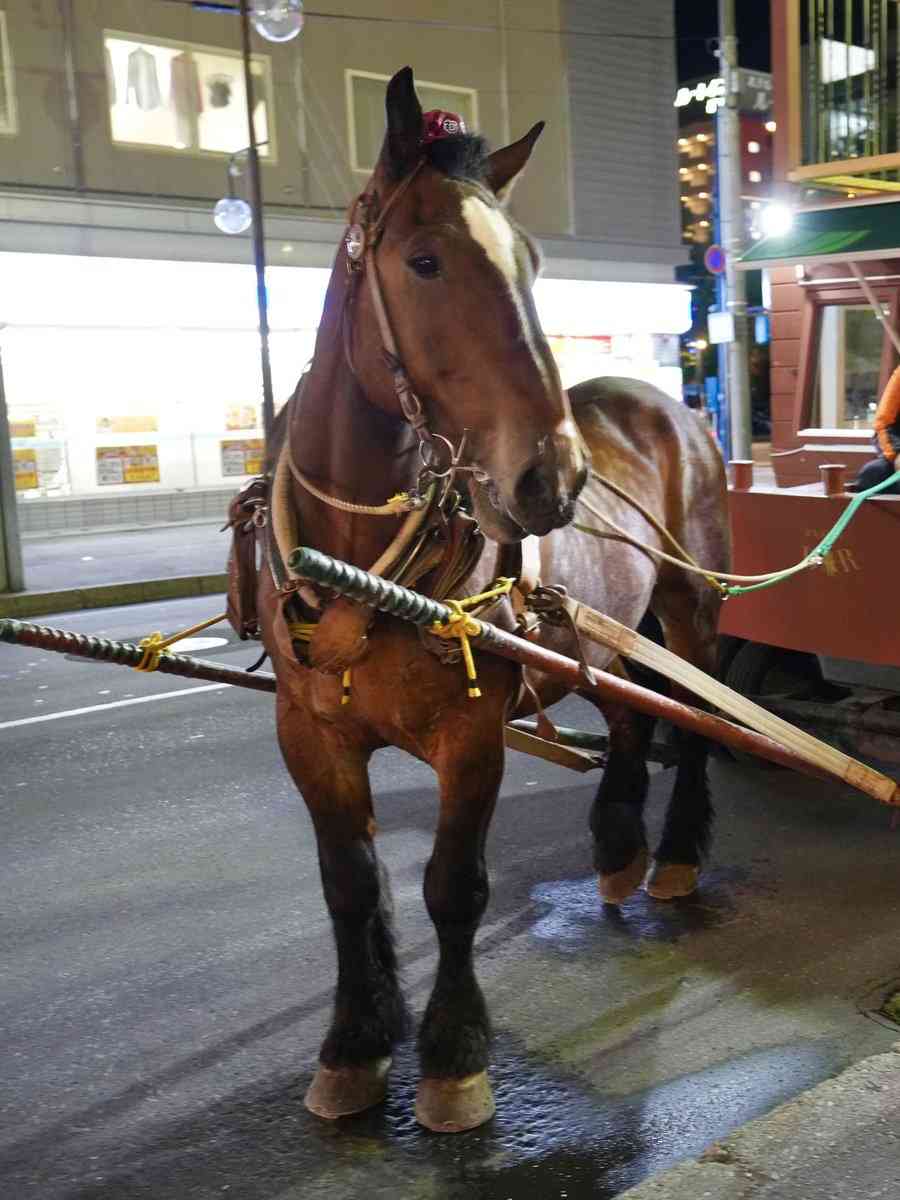 虐待批判「上げ馬神事」見直しへ　三重の多度大社「安全な形で」
