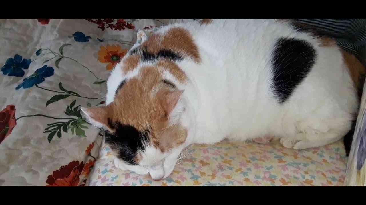 重要・わたしのバンゴーカード処理していたのは大連の企業でした！（概要欄見てね） - YouTube