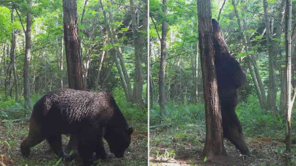 放牧牛を襲うクマ「OSO(オソ)18」初のカラー画像公開…立ち上がって背中を木にこすりつける姿など、体毛のDNAも一致（HBCニュース北海道） - Yahoo!ニュース