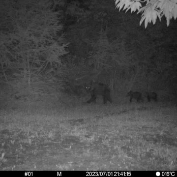 箱わなで捕らえたクマ1頭駆除 札幌市南区に出没の4頭の親子グマの母親のクマか 子グマの行方はー（北海道ニュースUHB） - Yahoo!ニュース