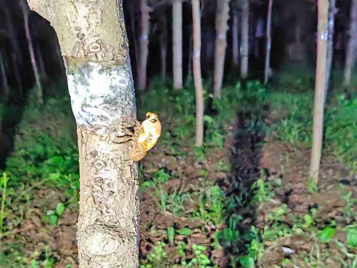 中国人「やらかした」―食べるためにセミ乱獲、日本の公園「捕らないで」と中国語で表示