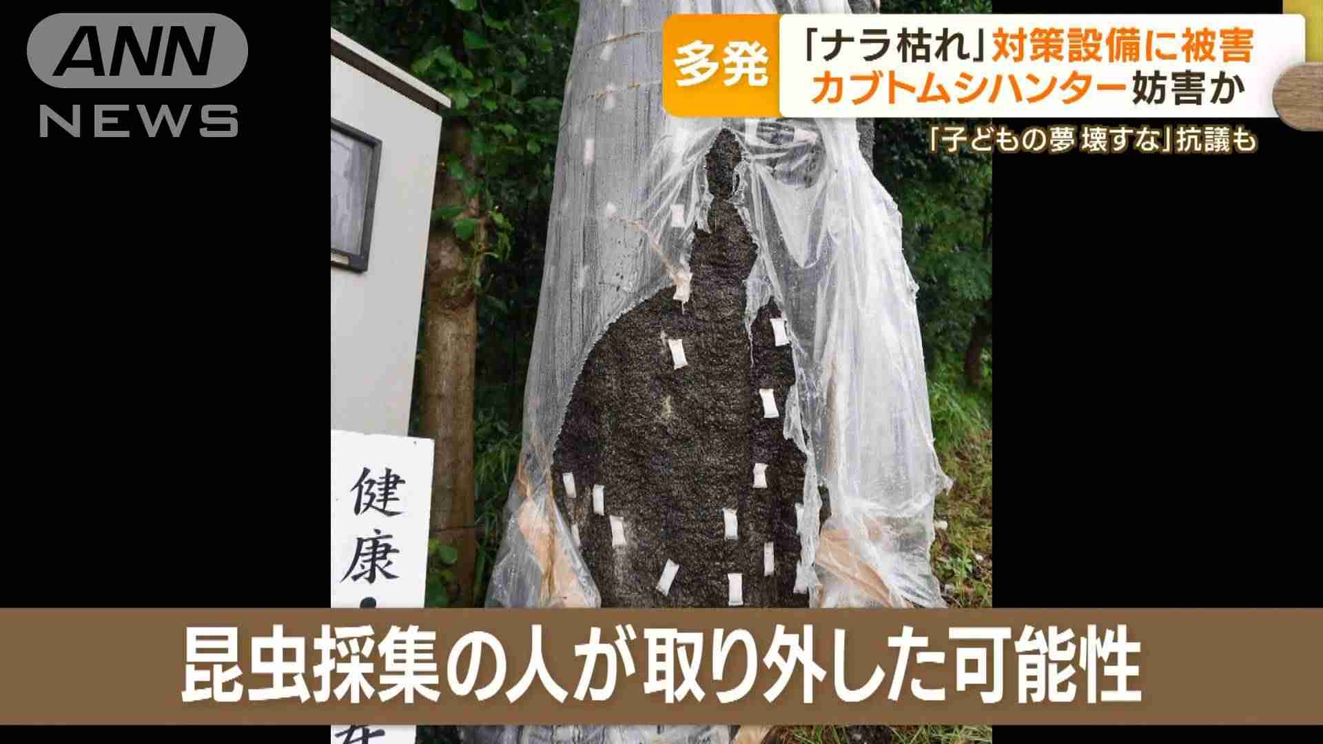 「ナラ枯れ」対策設備に被害　カブトムシハンター妨害か　「子どもの夢壊すな」抗議も