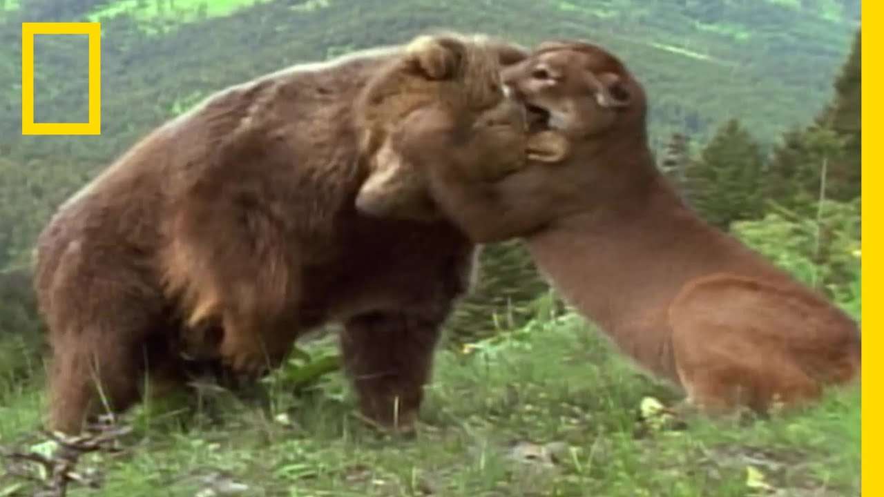 クマのパワーとピューマの戦術 | ナショジオ - YouTube