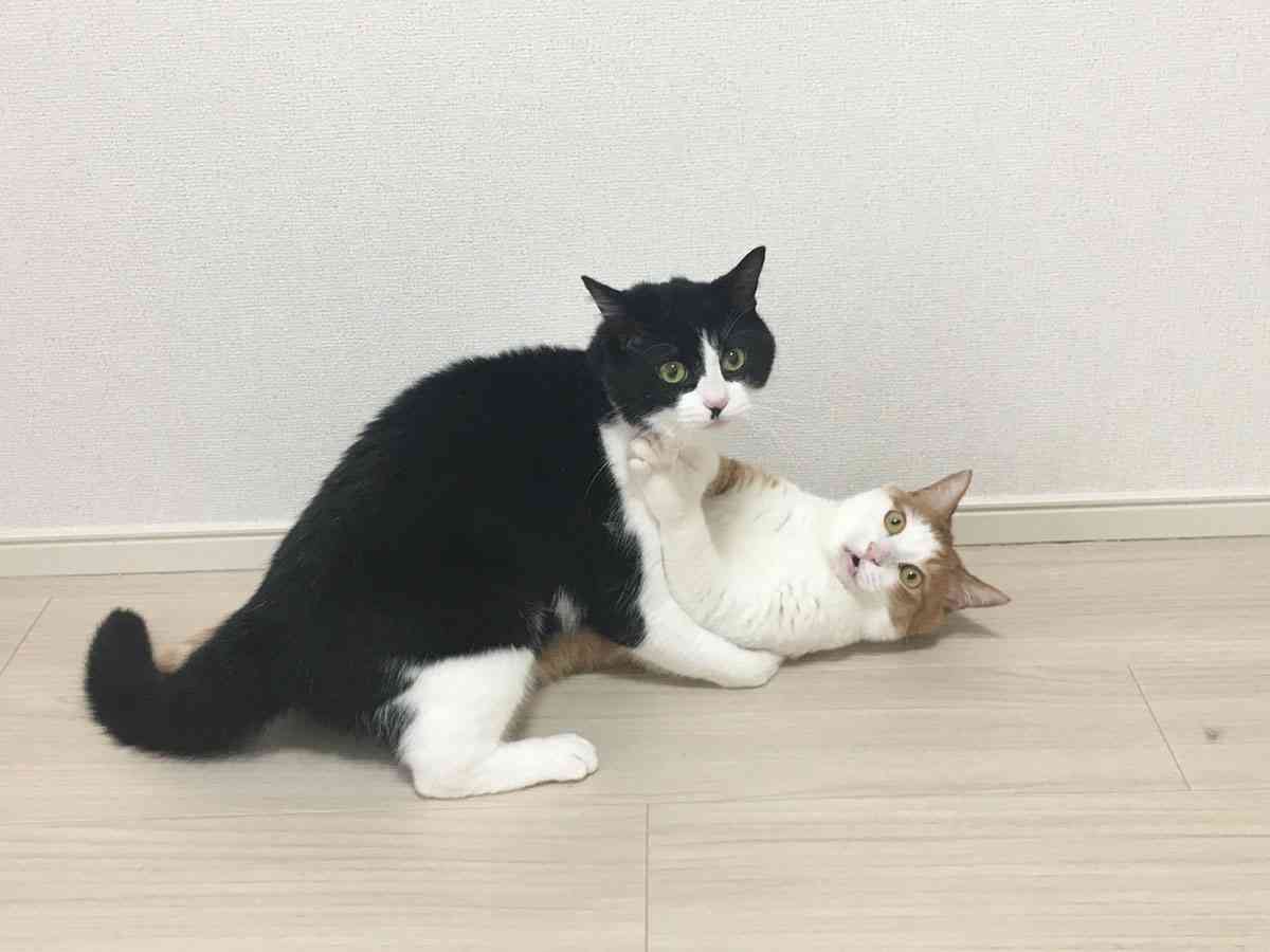 猫の『浮気現場』に遭遇　迫真の『表情』に腹筋崩壊  –  grape [グレイプ]