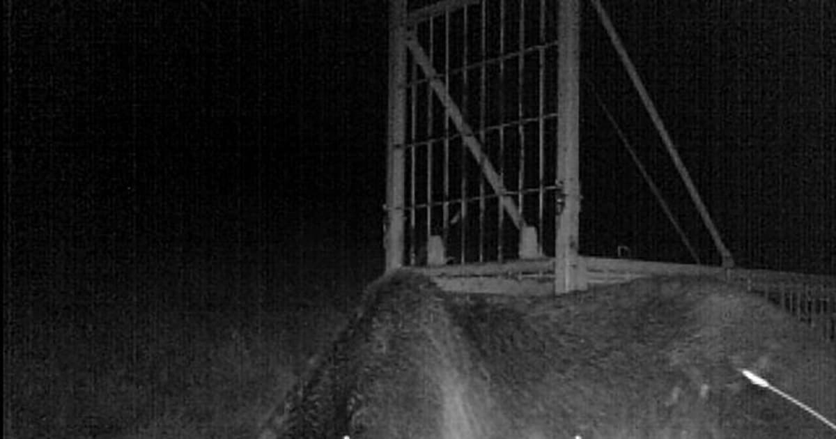 65頭を襲った最凶ヒグマが返り討ちにあい逃走…！北海道厚岸町に「ＯＳＯ１８」に勝った牛がいた！ | FRIDAYデジタル