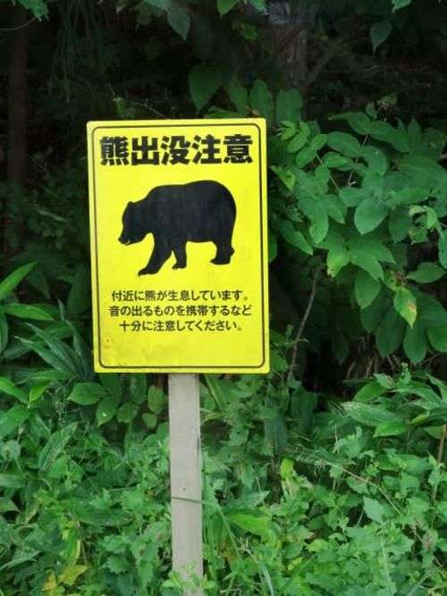 「これからも増え続ける」…クマはなぜ人里に下りてくるようになったのか。専門家の見解は？（FRIDAY） - Yahoo!ニュース