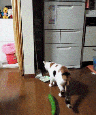 動物画像に生活感溢れるセリフを乗せるトピ