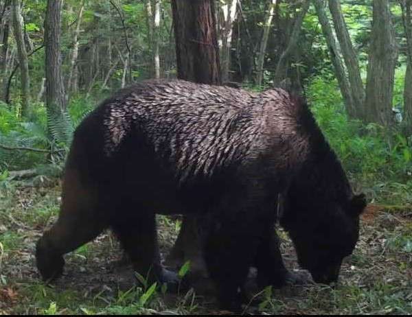 ＜最凶ヒグマOSO18遂に＞駆除したのは役場職員の鹿撃ち「怪我で弱ってたんじゃないか」「オソに手傷を負わせる強いクマがまだいる」お手柄にもかかわらず、役場も本人も諸手を挙げて喜べない理由 | 集英社オンライン | 毎日が、あたらしい