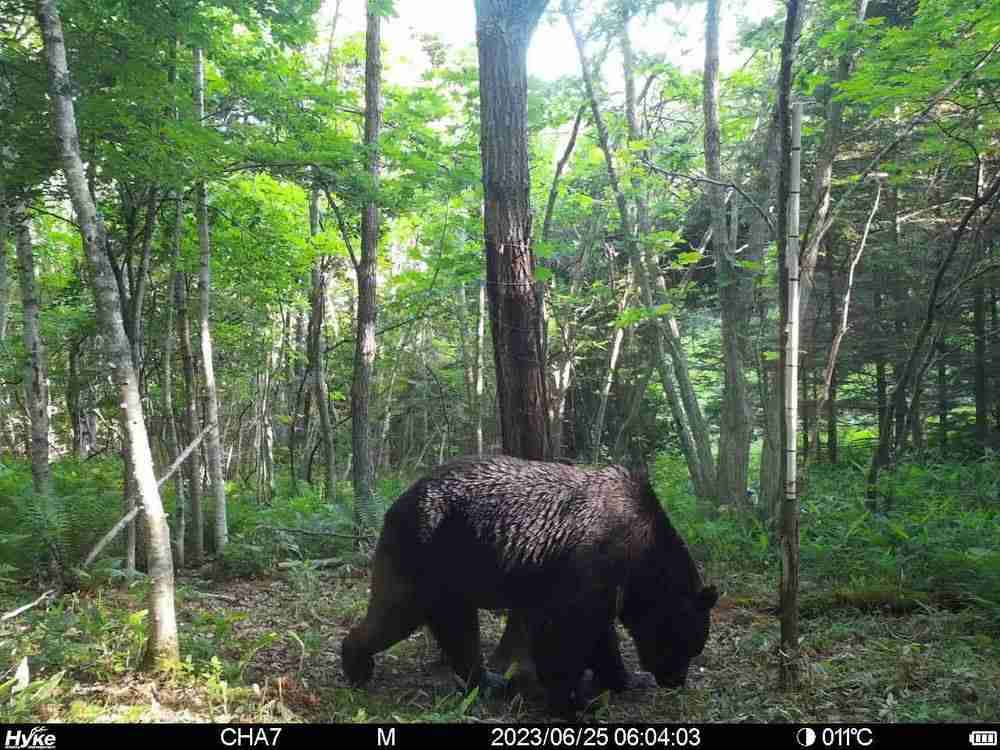 「OSO18」駆除か　牛襲う雄ヒグマ　釧路町
