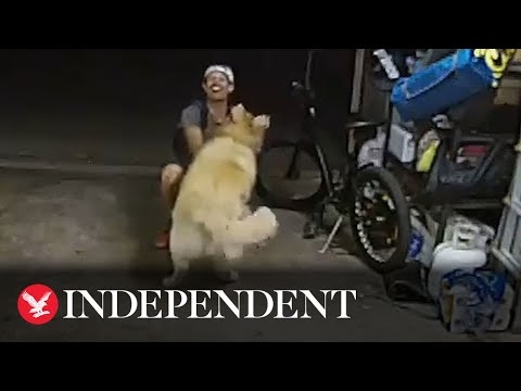 Moment suspected burglar stops to play with pet dog during home raid - YouTube