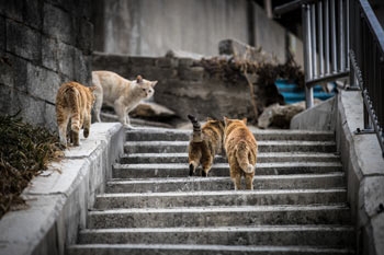 ソウルで鳥インフル感染猫の死亡相次ぐ…変異すれば人に感染する恐れも-Chosun Online 朝鮮日報