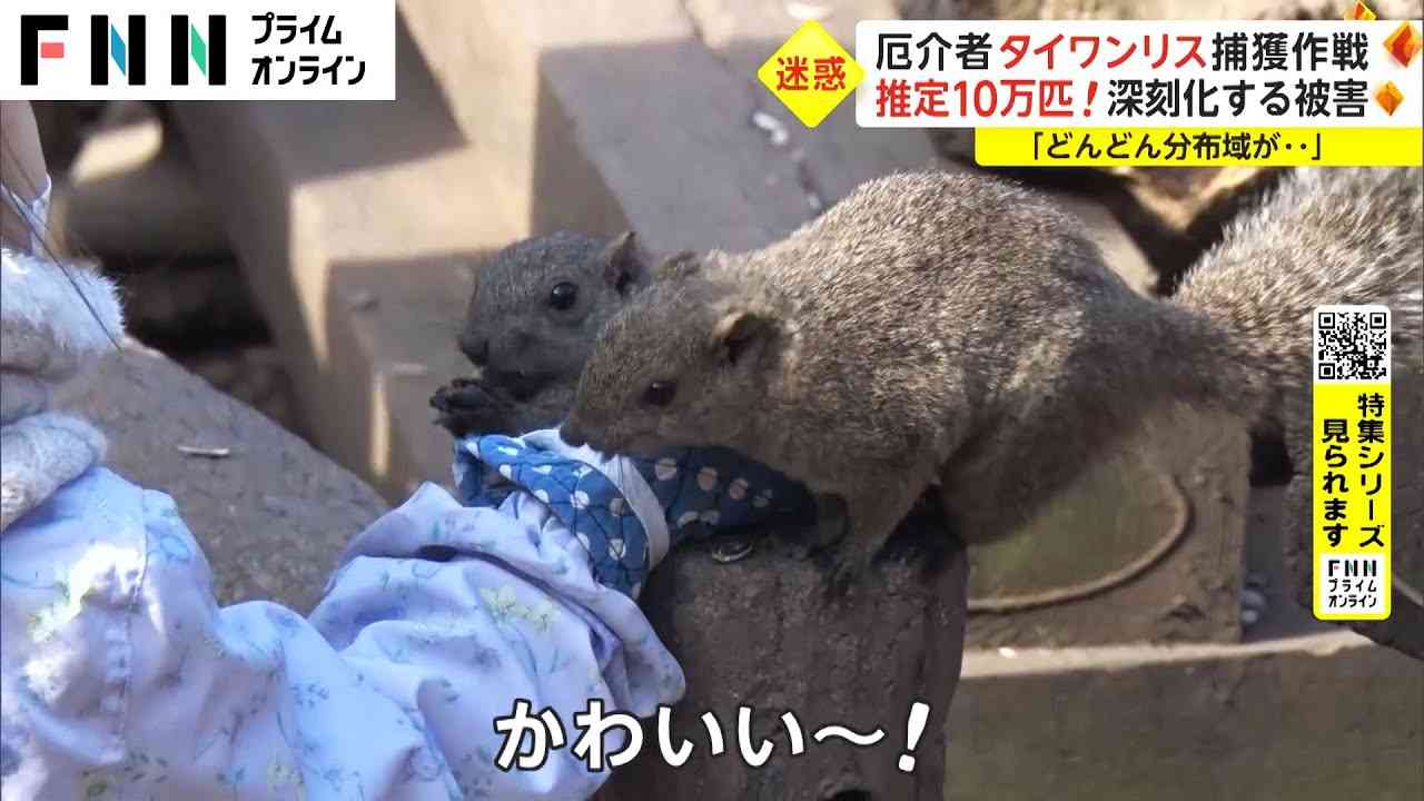 【特集】推定10万匹!　厄介者タイワンリス捕獲作戦　深刻化する被害 - YouTube