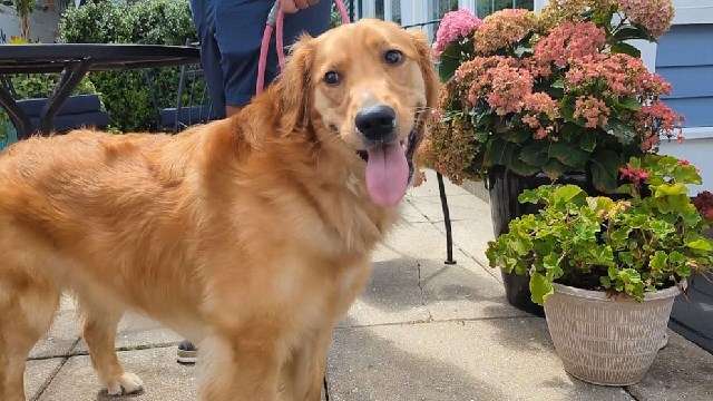 新婚旅行控えた新郎の旅券をメチャメチャに　一緒に式に行けない腹いせ？愛犬が話題に