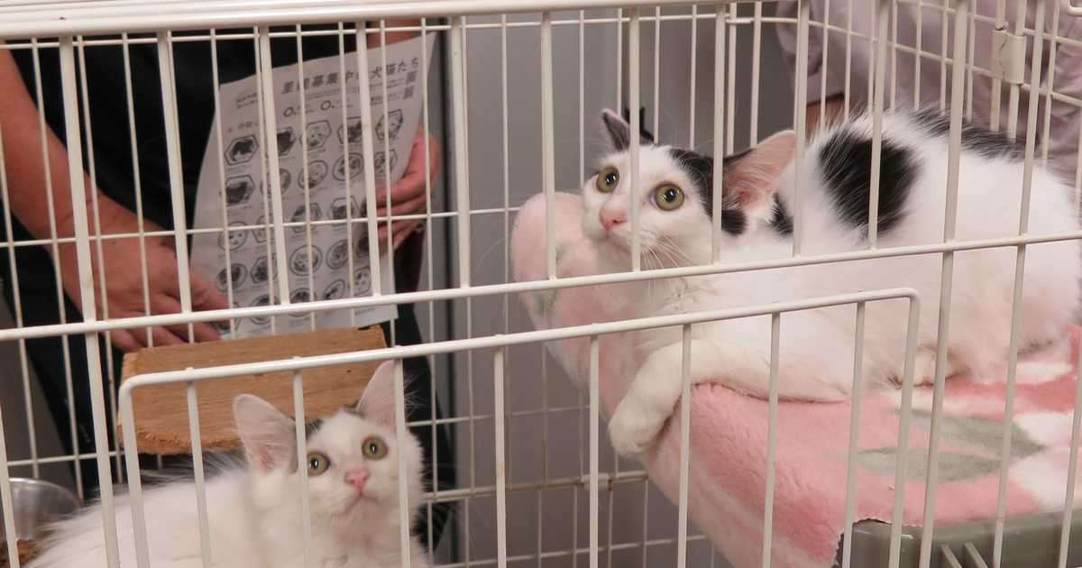 犬猫殺処分４年連続ゼロ　奈良市　週末に譲渡会、ボランティア委託…トリミング、しつけ訓練でアピールも - 産経ニュース