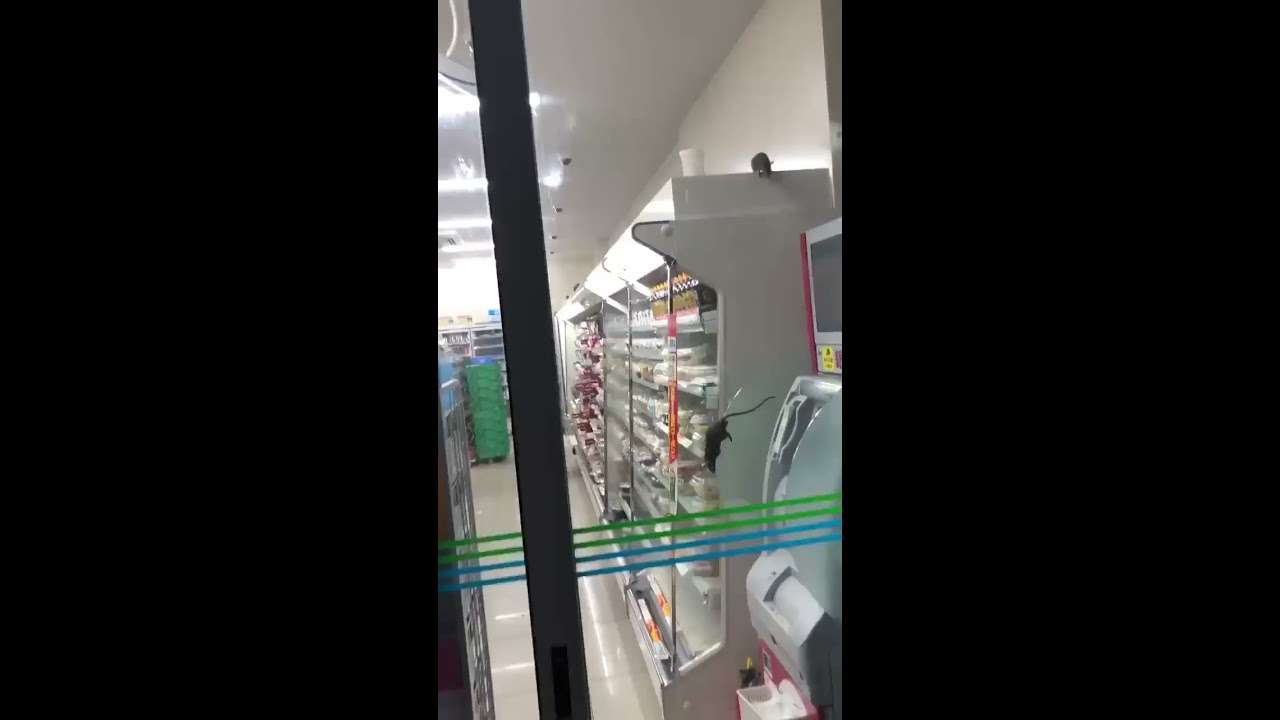 ファミマ店舗でネズミ大発生 　ネット騒然… - YouTube